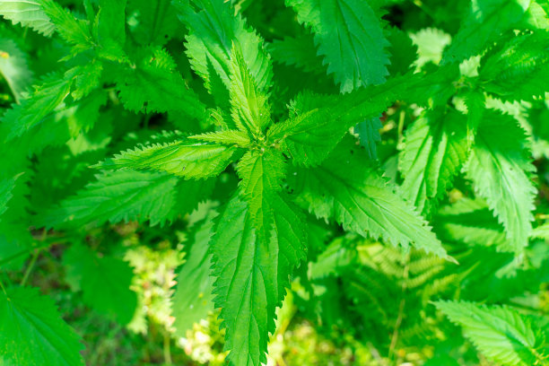 nettles