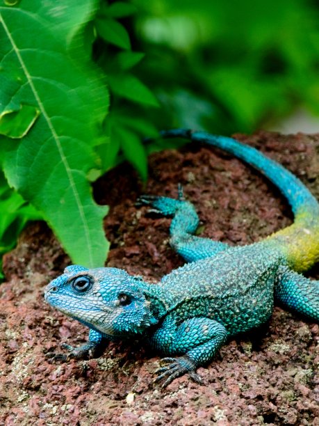 agama