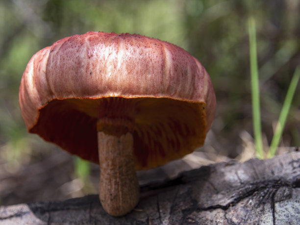 cortinarius