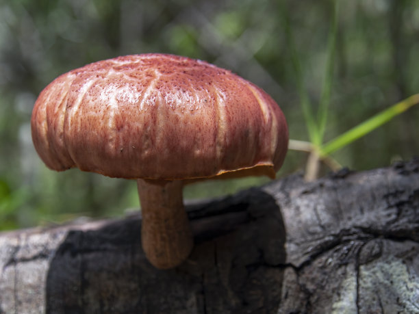 cortinarius