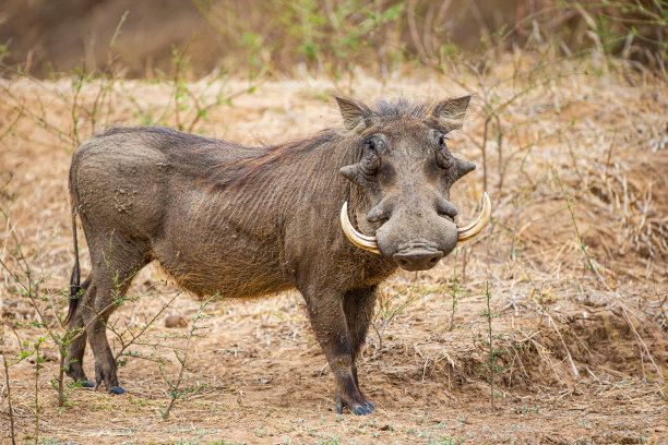 phacochoerus