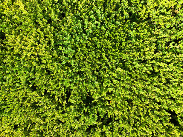 overgrown