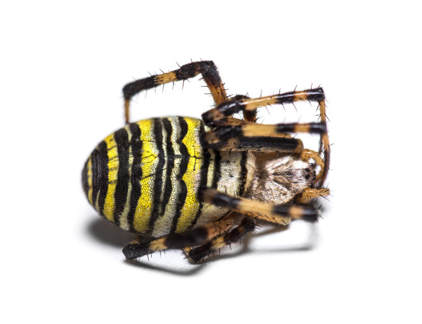 arachnid