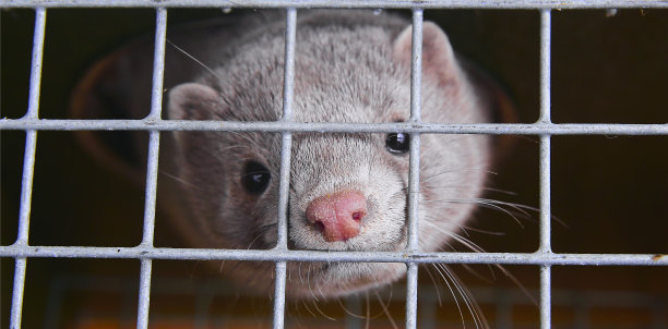 mustela