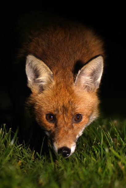 foxface