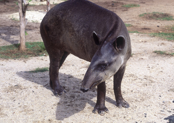 tapir