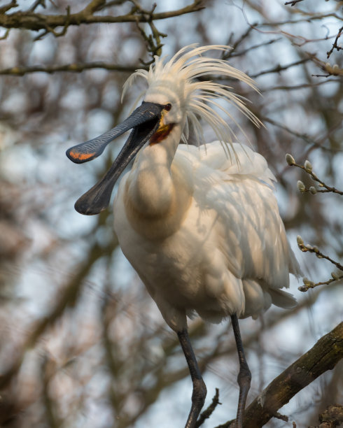 spoonbill