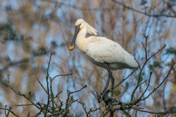 spoonbill