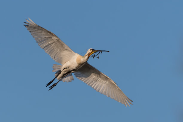 spoonbill