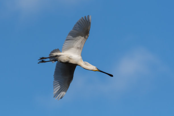 spoonbill