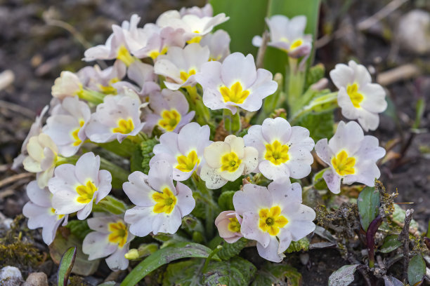 primula