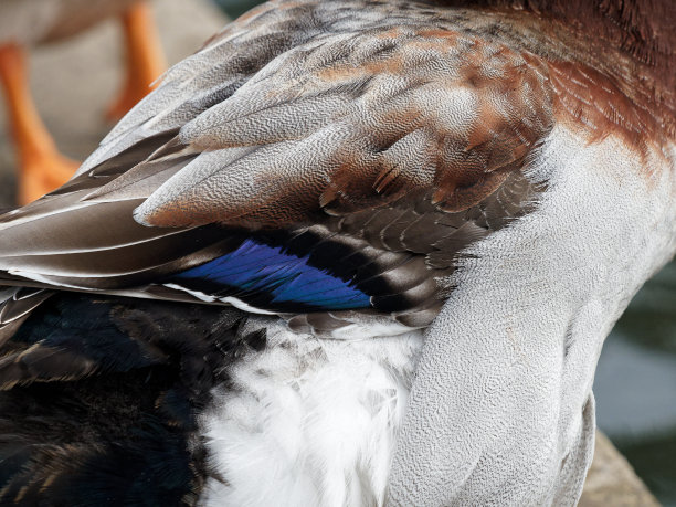 preen