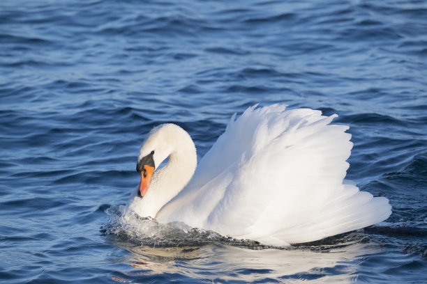 飞鸟蓝色大海壁纸