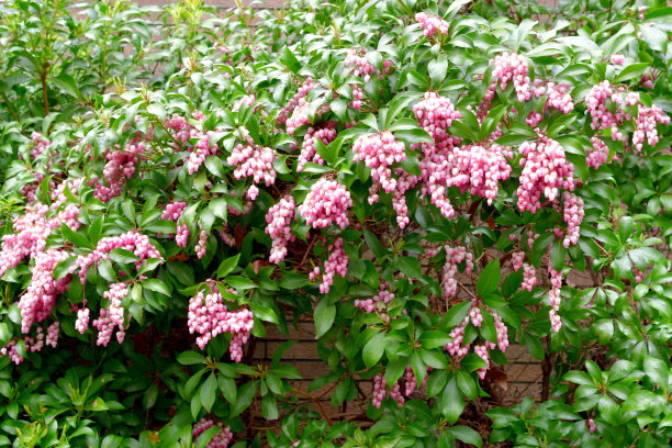 calluna
