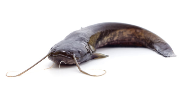 catfish