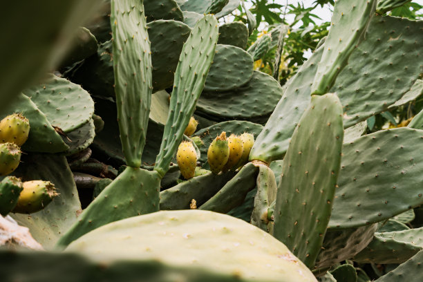 cactus