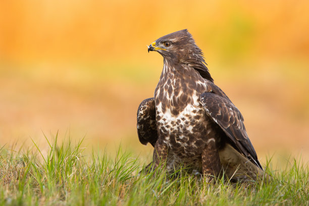 buzzard