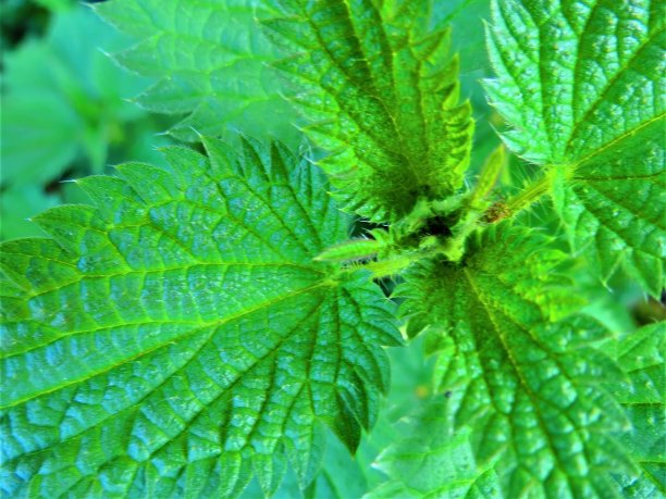 nettles