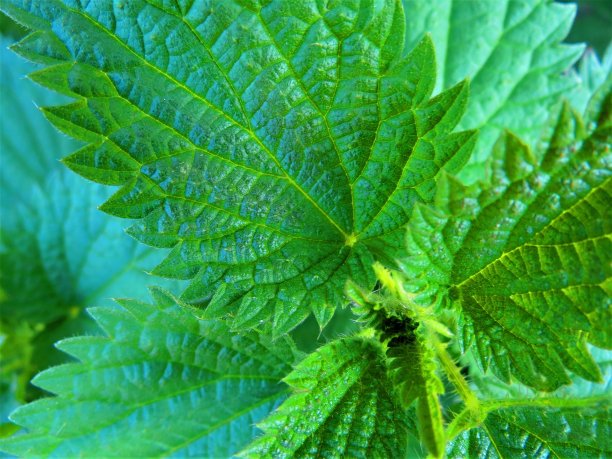 nettles