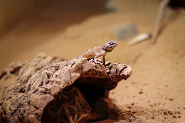 reptilia
