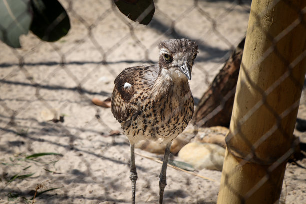 charadriiformes