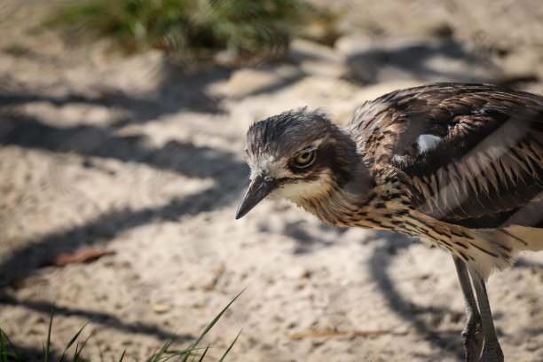 charadriiformes