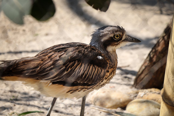 charadriiformes
