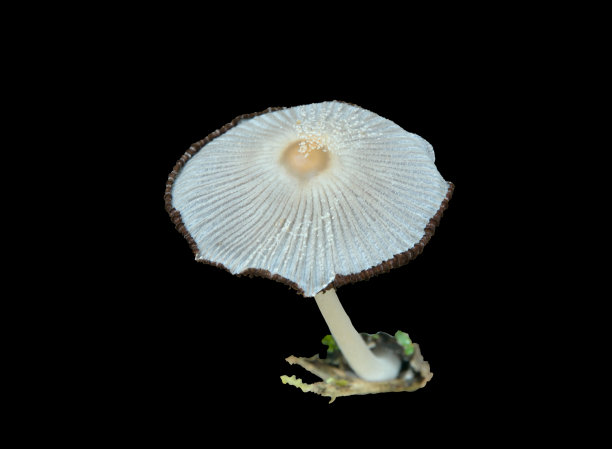 agaric