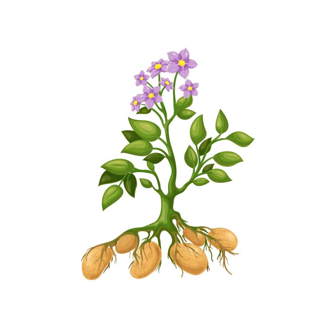 potatoes