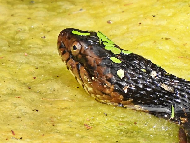 natrix