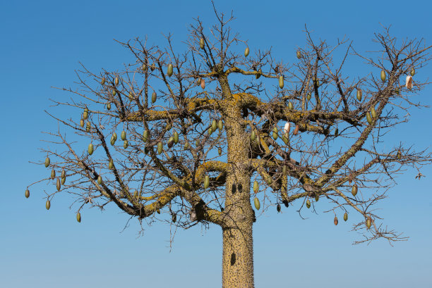 baobab