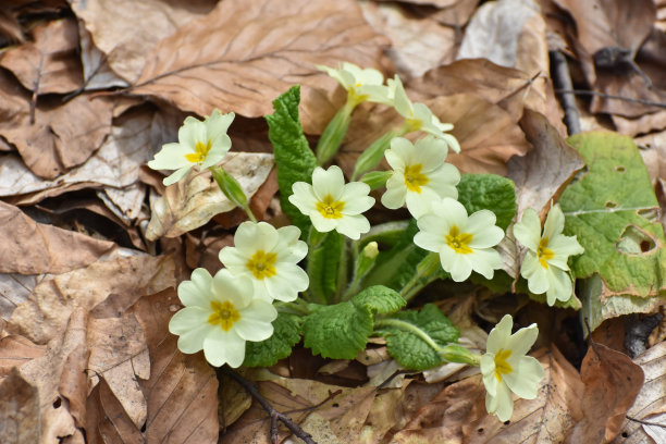 primula