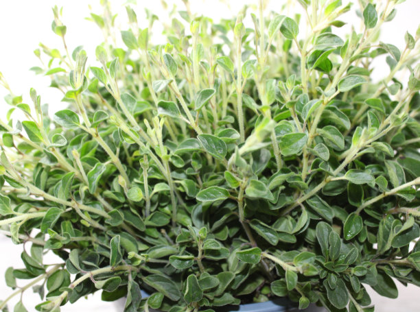 oregano