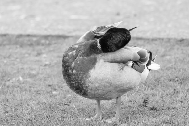 preen