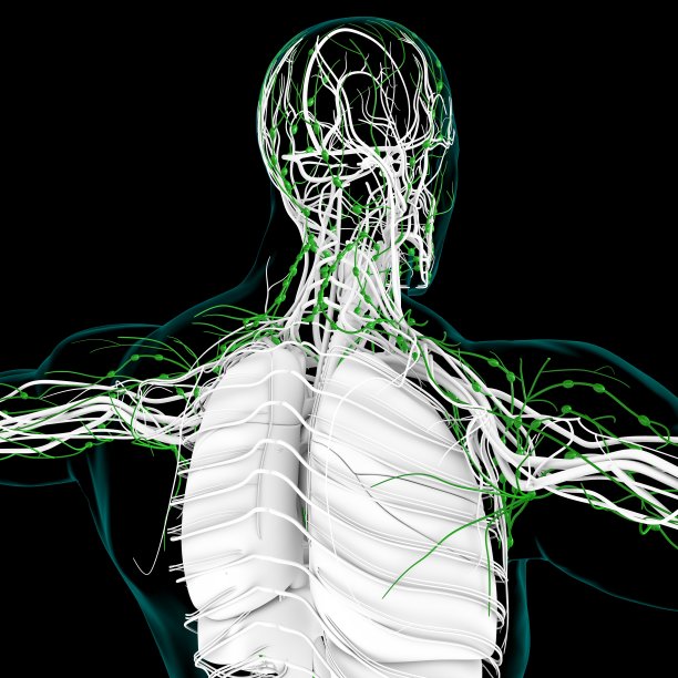 thymus