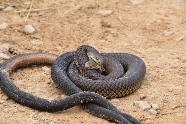copperhead