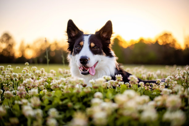 牧羊犬