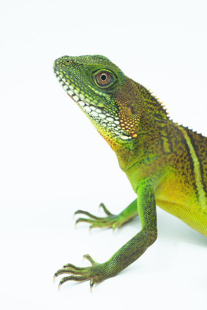 agama