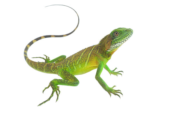 agama