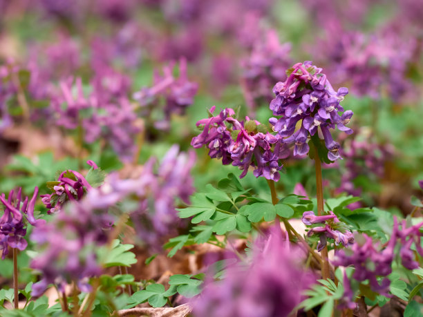 corydalis