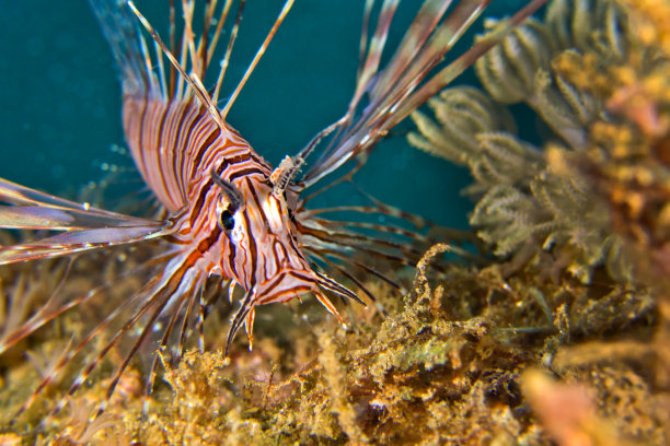 lionfish