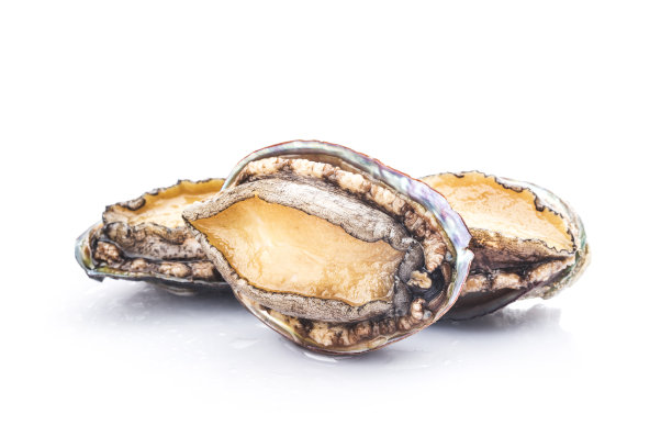 abalone