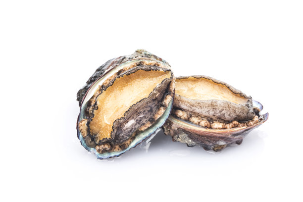 abalone