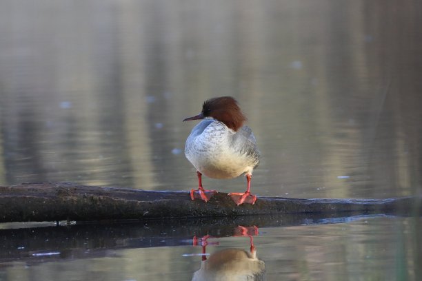 perched