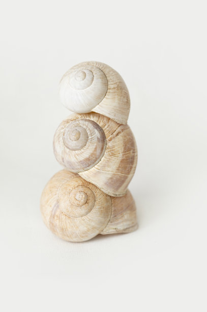 snail