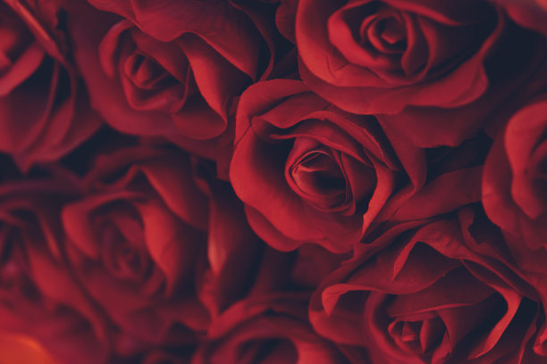 roses