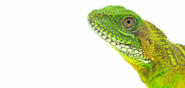 agama