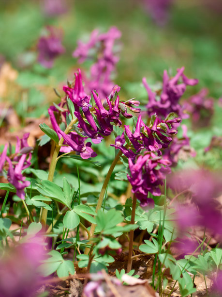 corydalis