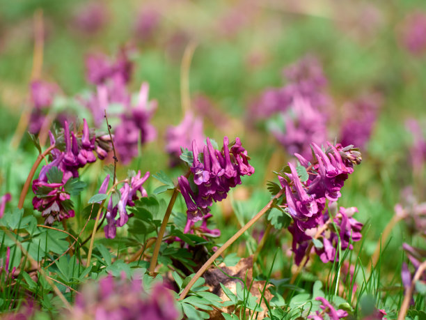 corydalis