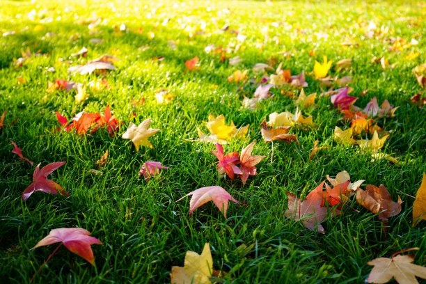 多彩秋季枫叶无缝图案